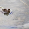 karl-gillebert-grenouille-rousse-5571