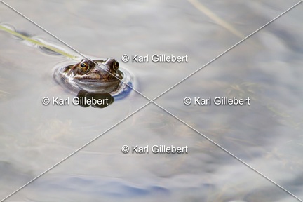 karl-gillebert-grenouille-rousse-5571