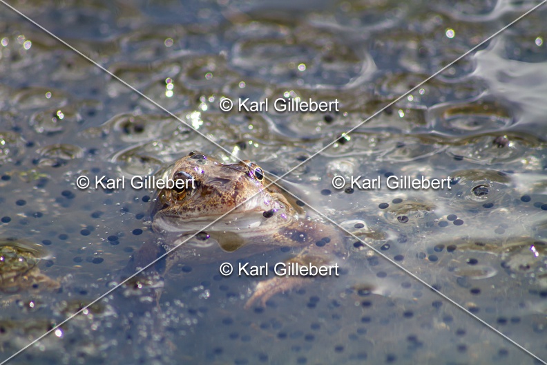 karl-gillebert-grenouille-rousse-5736.jpg