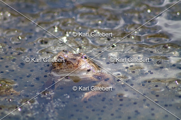 karl-gillebert-grenouille-rousse-5736