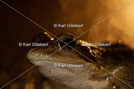 karl-gillebert-grenouille-rousse-6725