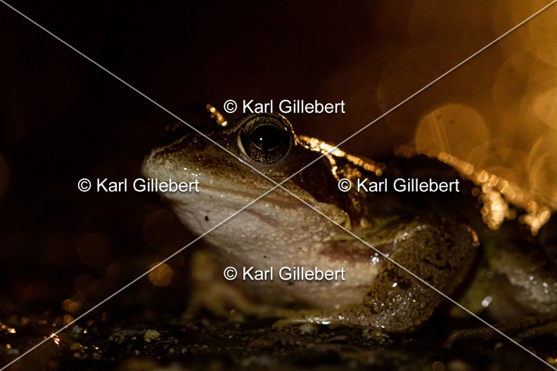 karl-gillebert-grenouille-rousse-6730.jpg