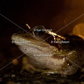 karl-gillebert-grenouille-rousse-6730