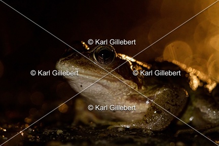 karl-gillebert-grenouille-rousse-6730
