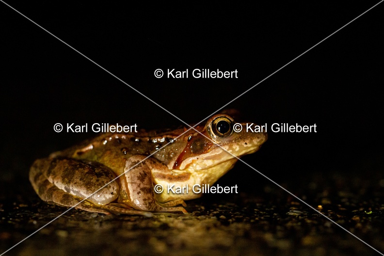 karl-gillebert-grenouille-rousse-7085.jpg