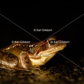 karl-gillebert-grenouille-rousse-7085