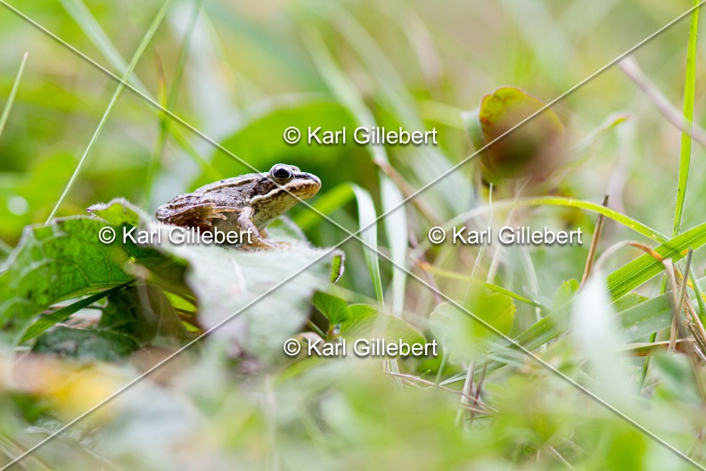 karl-gillebert-grenouille-rousse-7917.jpg