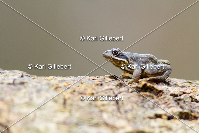 karl-gillebert-grenouille-rousse-8171.jpg