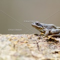 karl-gillebert-grenouille-rousse-8171