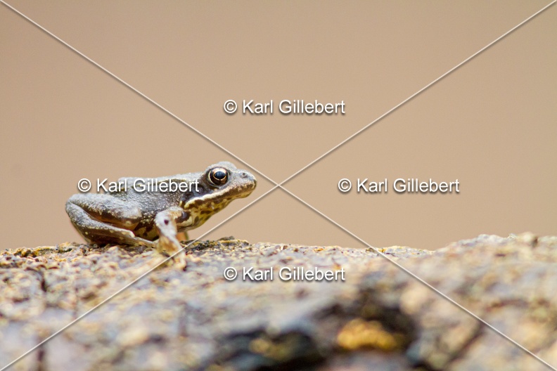 karl-gillebert-grenouille-rousse-8185.jpg