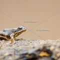 karl-gillebert-grenouille-rousse-8185
