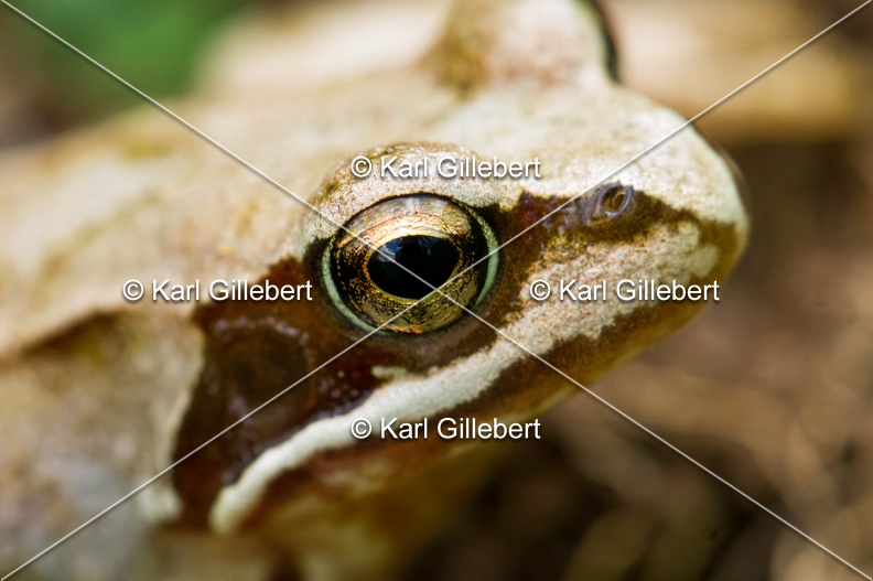 karl-gillebert-grenouille-rousse-8870.jpg