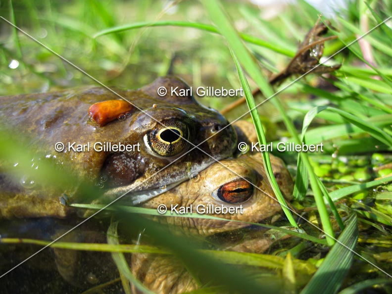karl-gillebert-grenouille-rousse-crapaud-commun-0382