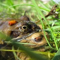karl-gillebert-grenouille-rousse-crapaud-commun-0382.jpg