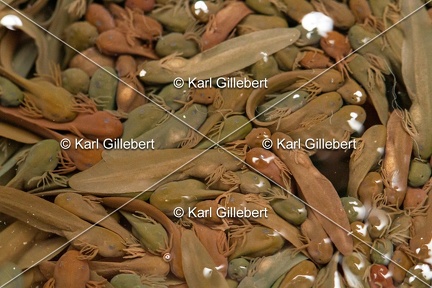 karl-gillebert-grenouille-rousse-0117
