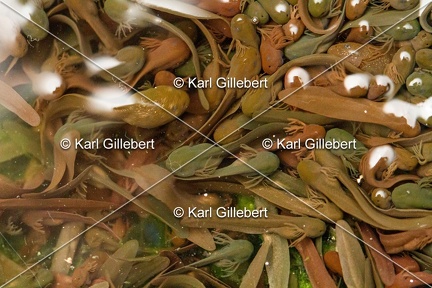 karl-gillebert-grenouille-rousse-0144