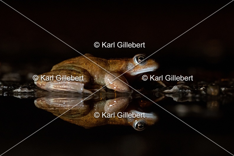 karl-gillebert-grenouille-rousse-0325.jpg