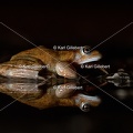 karl-gillebert-grenouille-rousse-0325