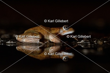 karl-gillebert-grenouille-rousse-0325