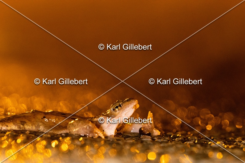 karl-gillebert-grenouille-rousse-0945.jpg