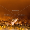karl-gillebert-grenouille-rousse-0945
