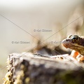 karl-gillebert-grenouille-rousse-1121