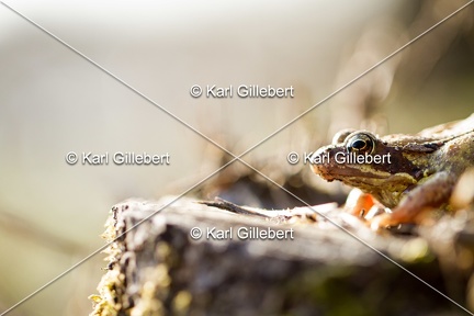 karl-gillebert-grenouille-rousse-1121