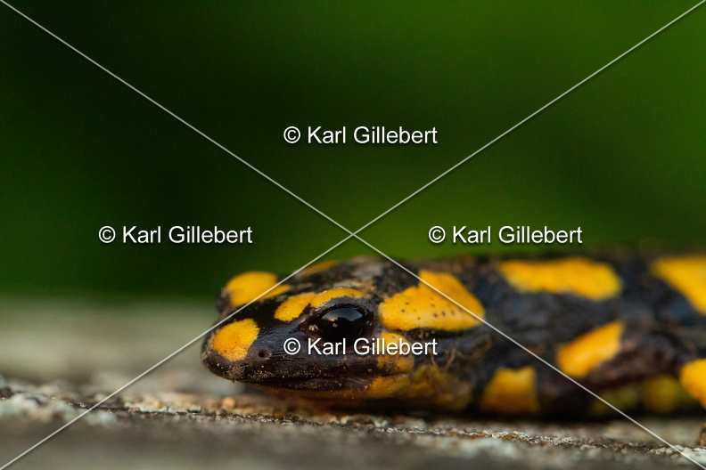 karl-gillebert-salamandre-tachetee-0019-5.jpg
