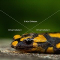 karl-gillebert-salamandre-tachetee-0019-5