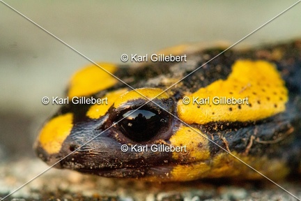 karl-gillebert-salamandre-tachetee-0023