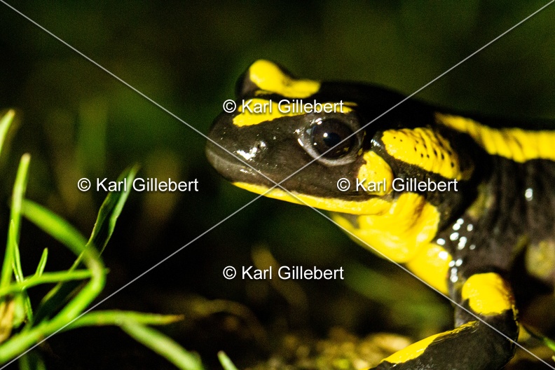 karl-gillebert-salamandre-tachetee-0025.jpg
