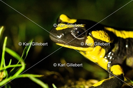 karl-gillebert-salamandre-tachetee-0025