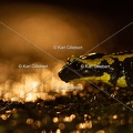 karl-gillebert-salamandre-tachetee-0025-5