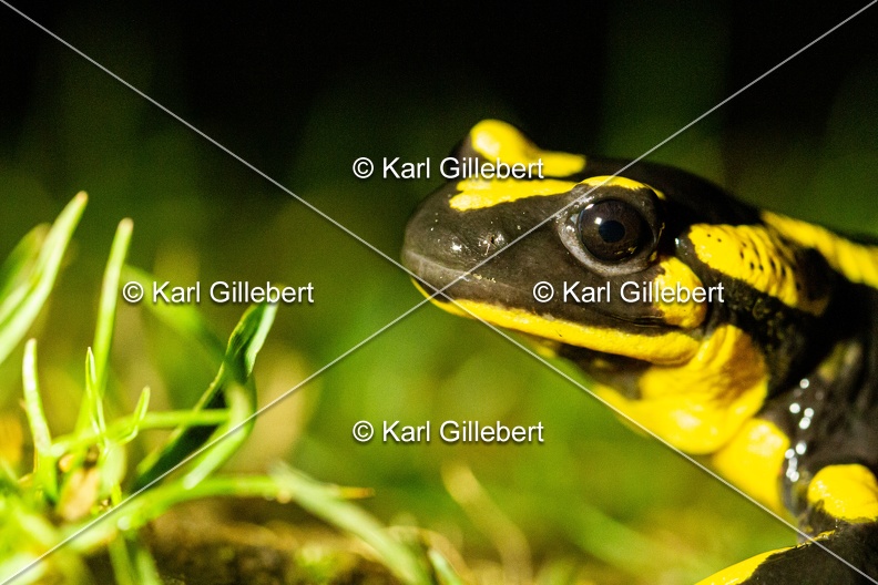 karl-gillebert-salamandre-tachetee-0028.jpg