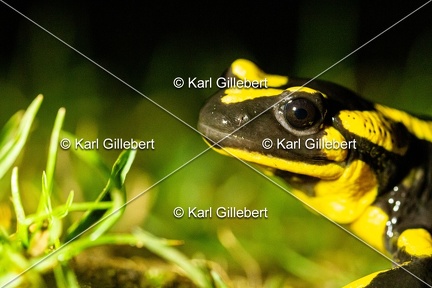 karl-gillebert-salamandre-tachetee-0028