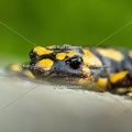 karl-gillebert-salamandre-tachetee-0037