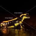 karl-gillebert-salamandre-tachetee-0038