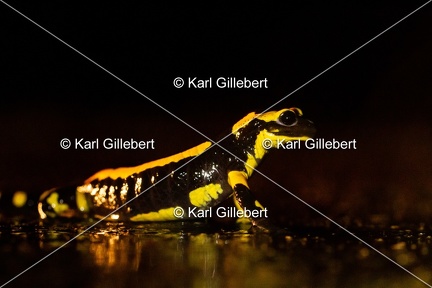 karl-gillebert-salamandre-tachetee-0038