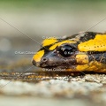 karl-gillebert-salamandre-tachetee-0039