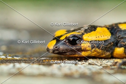 karl-gillebert-salamandre-tachetee-0039