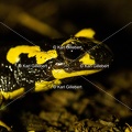 karl-gillebert-salamandre-tachetee-0045