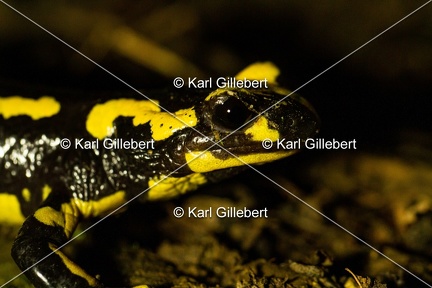 karl-gillebert-salamandre-tachetee-0045