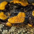 karl-gillebert-salamandre-tachetee-0048