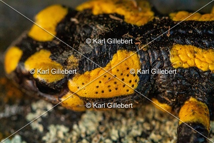 karl-gillebert-salamandre-tachetee-0048