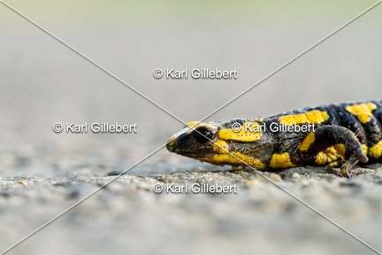 karl-gillebert-salamandre-tachetee-0051