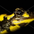 karl-gillebert-salamandre-tachetee-0057