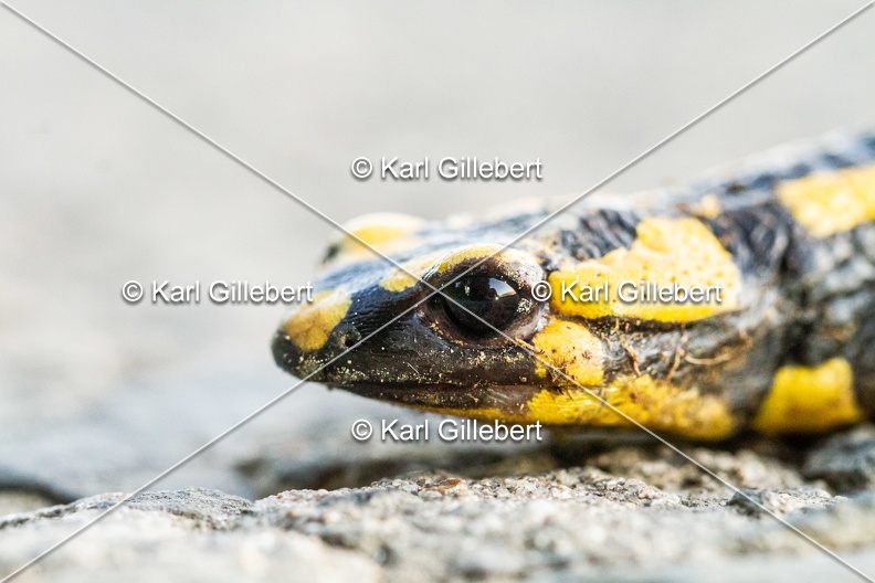 karl-gillebert-salamandre-tachetee-0059-5.jpg