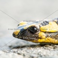 karl-gillebert-salamandre-tachetee-0059-5