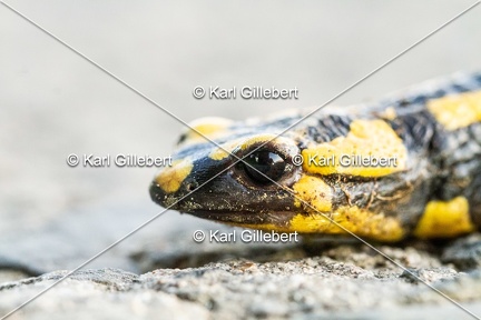 karl-gillebert-salamandre-tachetee-0059-5