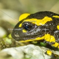 karl-gillebert-salamandre-tachetee-0154